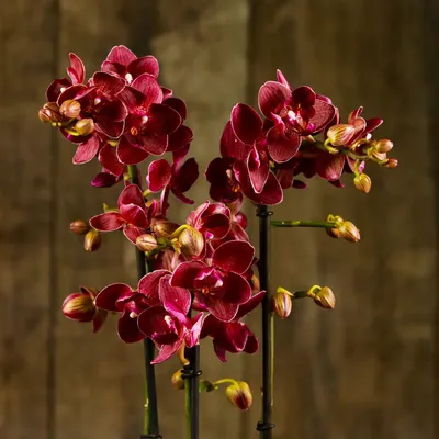 Орхидея Фаленопсис бабочка \"Кимоно\" купить
