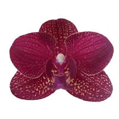 Phalaenopsis Kimono — Орхидеи в Армении