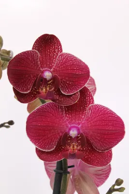 Орхидея кимоно фото