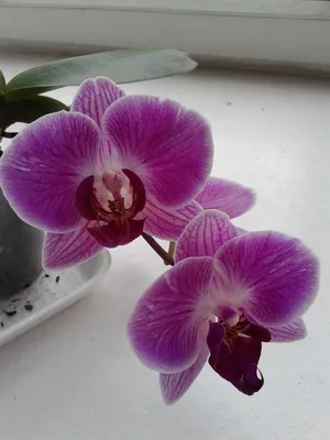ОТЦВЕЛА орхидея фаленопсис буряковая и сортовая орхидея кимоно: 300 грн. -  Комнатные растения Киев на Olx