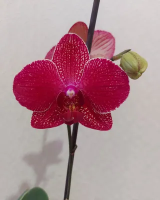 Моя красавица #орхидея Кимоно. Как ни старалась, но не передаёт телефон… |  Маленький домик на Баумана) | Дзен