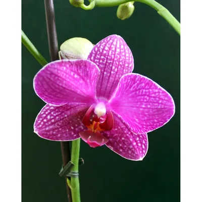 Орхидея купить в Киеве. Фаленопсис Montley в интернет-магазине