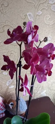 Метелик бабочка Кимоно кимано орхидея орхидею: 950 грн. - Комнатные  растения Кропивницкий на Olx