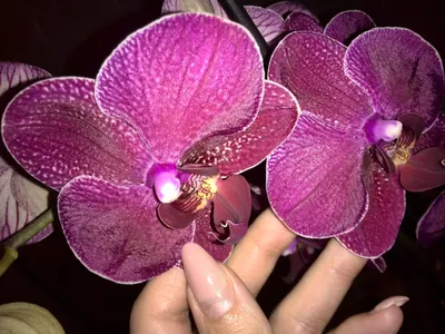Phalaenopsis 'Kimono' | Орхидеи