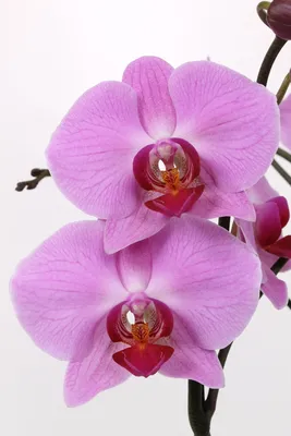 орхидея Kendall - купить с доставкой онлайн | VIAFLOR