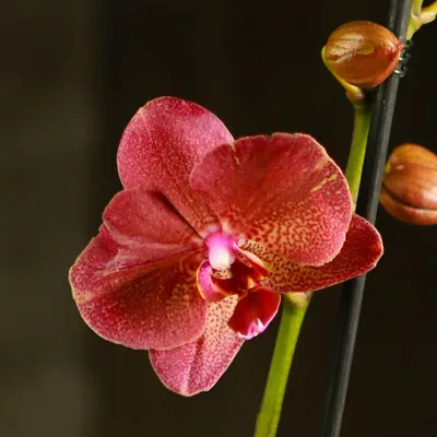 Орхидея Фаленопсис Россини купить