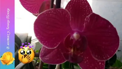 🌸Видео-хваст// 🌸Новая Орхидея Кимоно // 🌸Обзор цветущих орхидей на  подоконнике// Орхидея из Леруа - YouTube