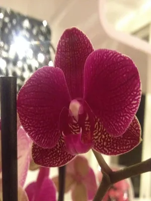 Составте описание сочинение о цветке орхидея - Школьные Знания.com