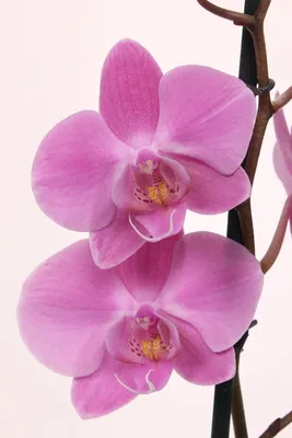 орхидея Geneva - купить с доставкой онлайн | VIAFLOR