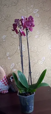 Метелик бабочка Кимоно кимано орхидея орхидею: 950 грн. - Комнатные  растения Кропивницкий на Olx