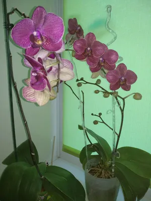 Сюрпризы от орхидеи \"Кимоно\". Самое продолжительное цветение. | В  творческом поиске... | Дзен