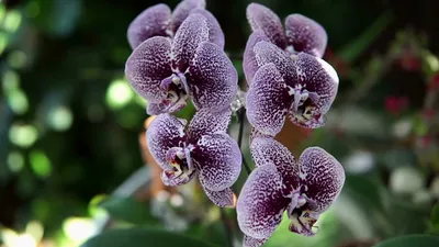 Орхидея Андорра: фото, описание фаленопсиса, уход и отзывы