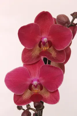 орхидея Diamond - купить с доставкой онлайн | VIAFLOR