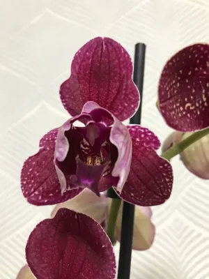 Kimono Пелорик phalaenopsis orchid | Phalaenopsis orchid, Orchids,  Phalaenopsis