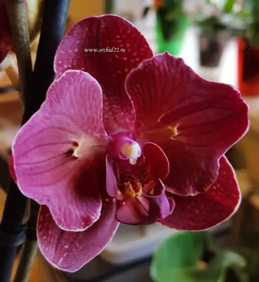 Орхидея Phalaenopsis Kimono (отцвёл)