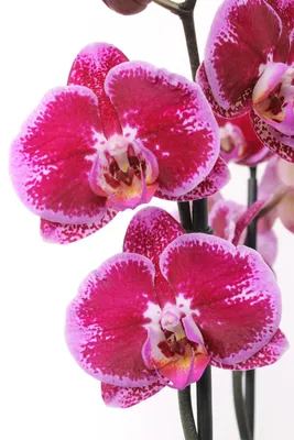 орхидея Da vinci - купить с доставкой онлайн | VIAFLOR