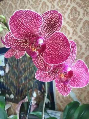 Phal.Kimono | Plants