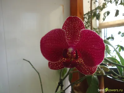 Орхидея кимоно цветение (67 фото) »
