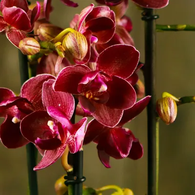 Орхидея Фаленопсис бабочка \"Кимоно\" купить