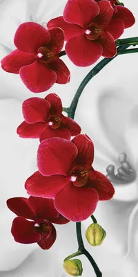 Интерьерная наклейка на стол Красная Орхидея (виниловые наклейки на мебель  орхидеи цветы на белом) 600*1200 мм, цена 300 грн — Prom.ua (ID#1140431689)