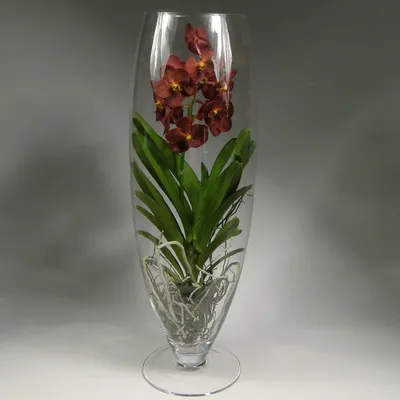 Орхидеи : Орхидея ванда красная в бокале шампань