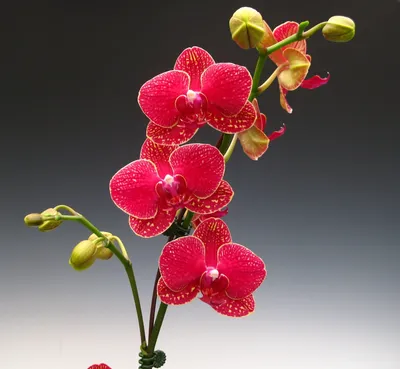 Орхидея фаленопсис красная - 35 фото