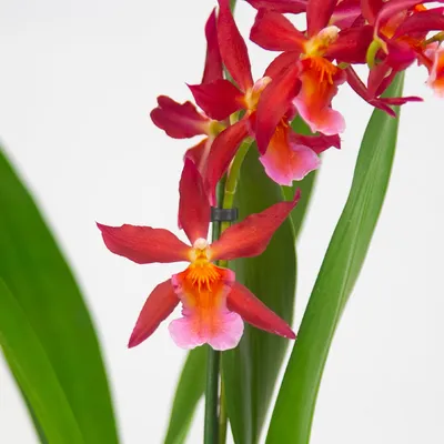 Орхидея камбрия ароматная купить в Москве