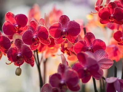 Обои Орхидея фаленопсис, красная окраска цветков 1920x1200 HD Изображение