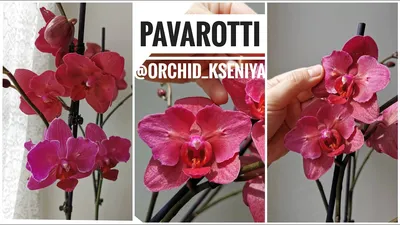 Phal. Pavarotti (красная орхидея бабочка фаленопсис Паваротти) - YouTube