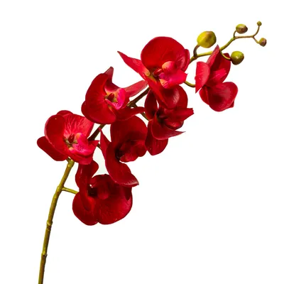 Орхидея фаленопсис, красная 8701-003 1 шт., цена 253 грн — Prom.ua  (ID#1675220004)
