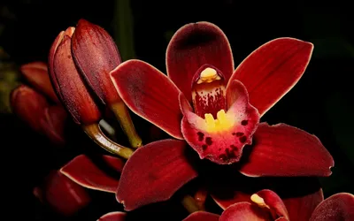 Картинки Орхидеи Красный Цветы вблизи 3840x2400