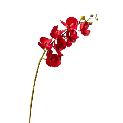 Орхидея фаленопсис, красная, цена 205 грн — Prom.ua (ID#1451502934)