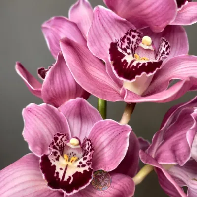 Купить Орхидеи Орхидея красная в Красноярске, заказ онлайн