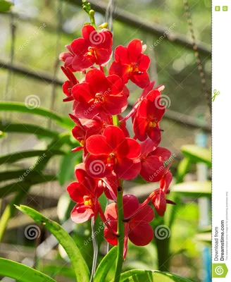 Орхидея Vanda в саде Таиланда Стоковое Фото - изображение насчитывающей  ñ‚ð°ð¸ð»ð°ð½ð, ð·ðµð»ðµð½ñ‹ð¹: 76721388