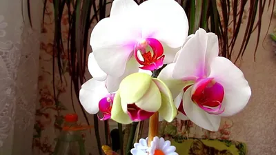 Обзор белой орхидеи с красной губой РЕД ЛИПС \\ Overview of white orchids  RED Lips - YouTube