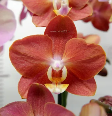 Орхидея красная в красном вазоне искусственная, цена 485 грн — Prom.ua  (ID#556223529)