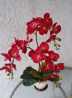 Орхидея фаленопсис Красная 3 ветки – заказать на Ярмарке Мастеров – BB9INBY  | Цветы, Таганрог
