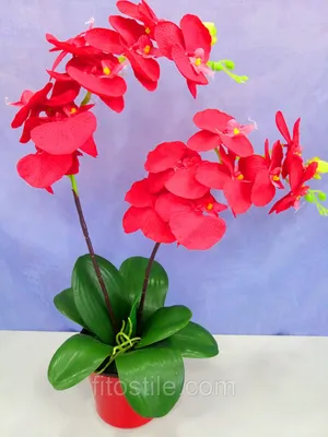 Картина на полотне Темно красная орхидея № s18684 в ART-holst.com.ua