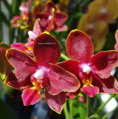 Орхидея камбрия ароматная купить
