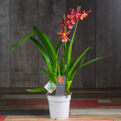 Орхидея красная – купить в интернет-магазине HobbyPortal.ru с доставкой