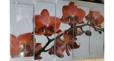 Купить орхидею мильтонопсис \"Красная жара\" в Москве с доставкой