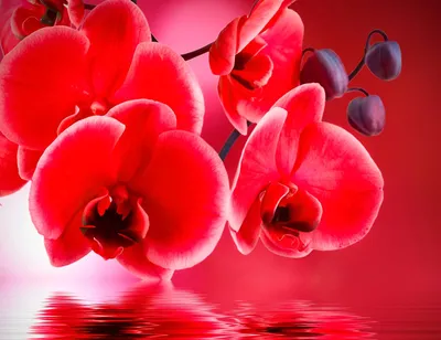 Красная орхидея - фотообои на заказ. Закажи обои Красная орхидея (28623)