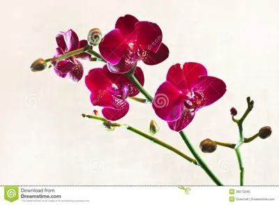 Красная орхидея сумеречницы или фаленопсис Стоковое Фото - изображение  насчитывающей ñ‚ñ€oð¿ð¸ñ‡ðµñ ðºo, ðµð¸: 38273246