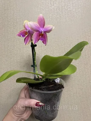 💞Ароматная Орхидея Лиодоро (Phalaenopsis Liodoro \" Sweet Memory \").  Распаковка Долгожданной Посылки - YouTube