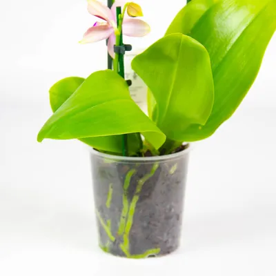 Орхидея Phalaenopsis Liodoro