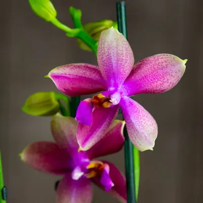 Орхидея лиодоро фото