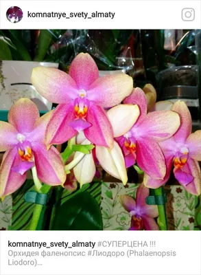 Фаленопсис Лиодоро. Ароматные орхидеи. Phalaenopsis Liodoro - YouTube