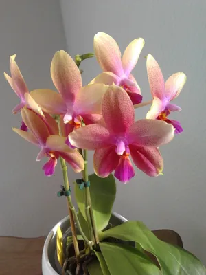 Орхидея фаленопсис Лиодоро / Phalaenopsis Liodoro, второе домашнее  цветение. - YouTube