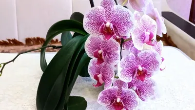 ОРХИДЕИ Домашнее Цветение. Шикарное цветение Пандоры! И орхидеи, которые  огорчили(//Orchids Orjidea - YouTube