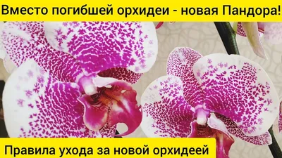 Главные правила ухода за новой орхидеей || Орхидея Пандора - YouTube